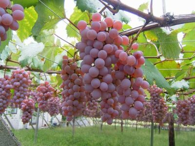 5+ Koshu Grape Bare root (Vitis vinifera) Original Root Stock