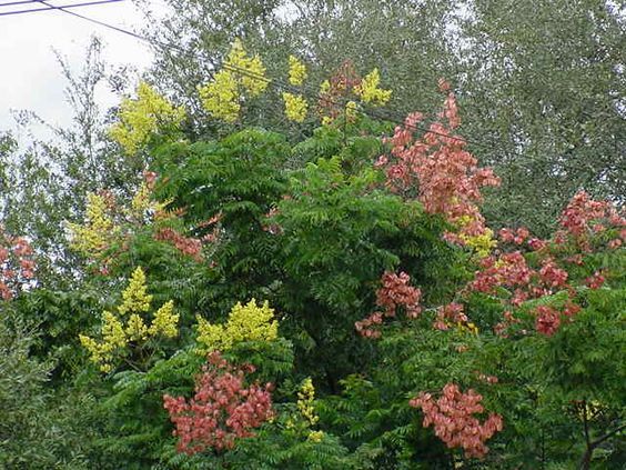 Golden Rain Tree plant, 2 for Sale  18 inch to 2 feet ,  Koelreuteria paniculata