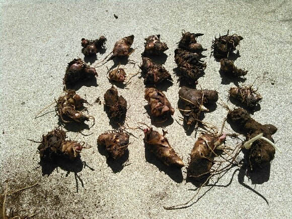 (5) Tropicanna Black Canna Bulbs, Rhizomes, Tubers, Flat Rate Lot