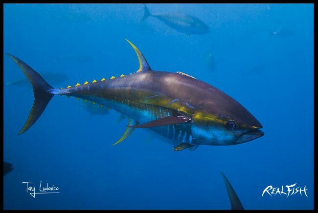 Realfish H20 Series: 