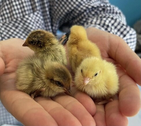 Coturnix Japanese Quail Standard Jumbo Goliath Birds Gumtree Australia Caboolture Area Narangba 1272255829