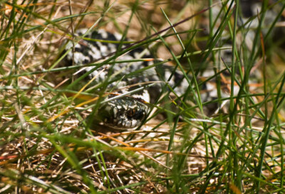 Photo 6x4 Snake in the Grass Auchenmalg This little adder was sunning its c2009