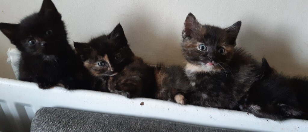 Three Tortoiseshell and One Black Kitten for Sale | in Northampton