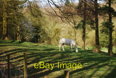 Photo 6x4 Horse by the path to Sevenoaks Sevenoaks Common  c2011