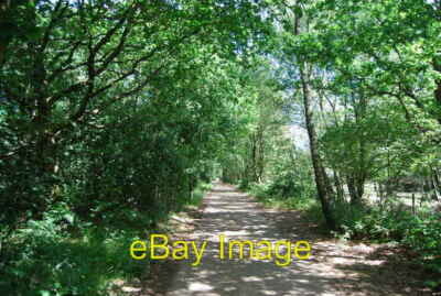 Photo 6x4 Well surfaced bridleway, Hindhead Common  c2010