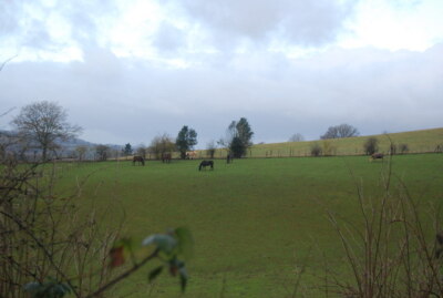 Photo 6x4 Horses grazing Lordshill Common  c2013