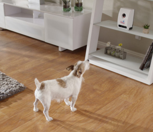 Petzi Treat Cam: Wi-Fi Pet Camera & Treat Dispenser