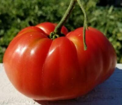 Beefsteak Tomatoes, Oxheart, Brandywine, Cherokee Purple, Black Krim, Many More
