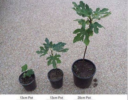 Fig Fruit Tree Laverton Wyndham Area Preview