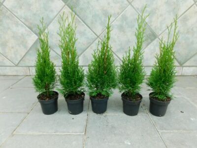 # 10 St. Smaragd Thuja 20-30cm Topf Heckenpflanze winterhart Lebensbaum
