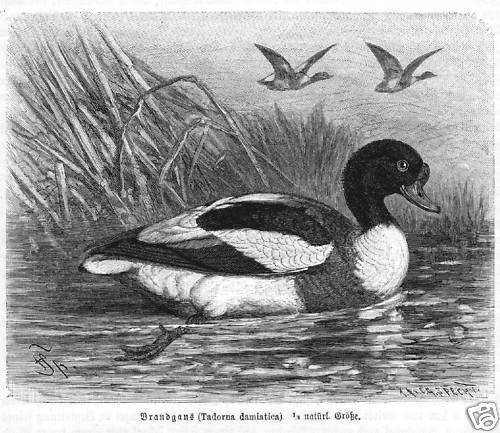 Brandgans Tadorna Tadorna Ente  Holzstich Von 1891 Vogel
