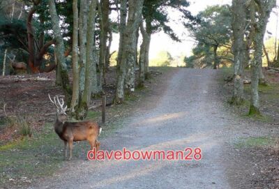 PHOTO  ALPHA MALE THIS STAG SIKA HAD JUST CROSSED THE TRACK ON HIS OWN AND HE ST