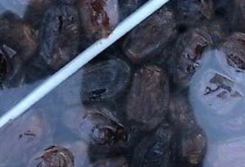 5LB-MEDJOOL DATES.. CALIFORNIA FRESH DATES. FAST FREE SHIPPING
