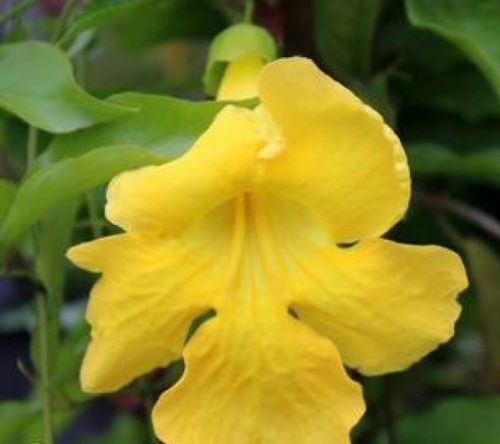 BIGNONIA "YELLOW" CROSSVINE*Rooted Starter Plant*USA SELLER*ATTRACTS BUTTERFLIES