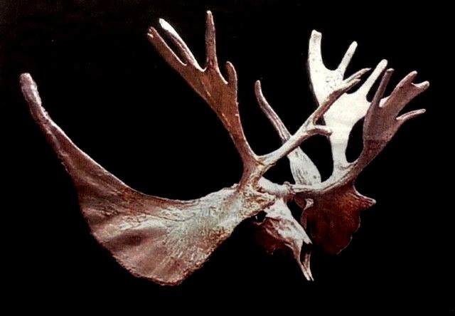 Extremely Rare Fossil Ice Age American Elk Skeleton