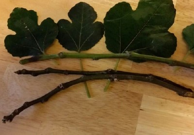 Fig tree (ficus...