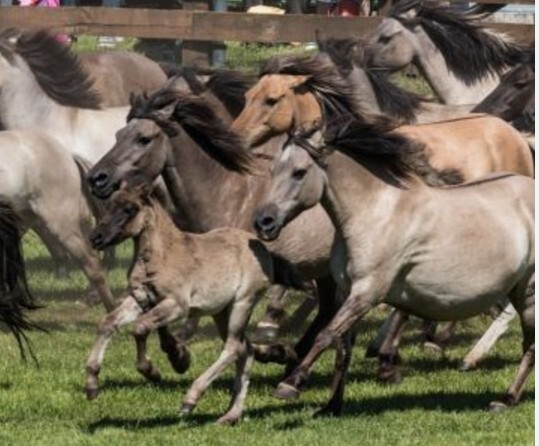 Wildpferdefang DÃ¼Lmen Ticket - Sitzplatz Block B, 31.05.25, 