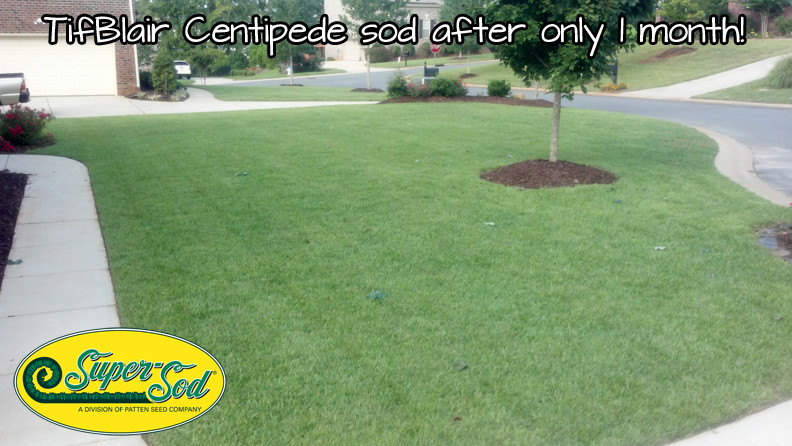 Tifblair Centipede Grass Seed (Certified) - Select Your Size