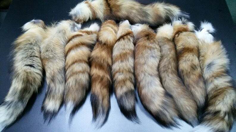 Queue De Renard (Fox Tail) 