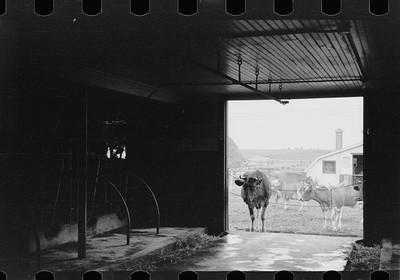 Photo:Cows outside barn ready for milking, Dakota County, Minnesota