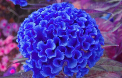 50 Seeds Blue Cockscomb Celosia Argentea Cristata Beautiful Flower Plant