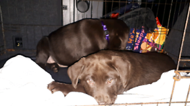 KC reg chocolate Labrador pups for sale