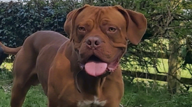 Presa Canario Dogs Puppies For Sale Gumtree