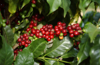 Arabian Coffee Shrub, Coffea arabica, Seeds (Showy, Edible, Evergreen, Fragrant)