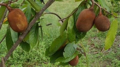 Cupuacu powder 16oz(453g) Freeze Dried Kosher Superfood of the Gods SoFruta 