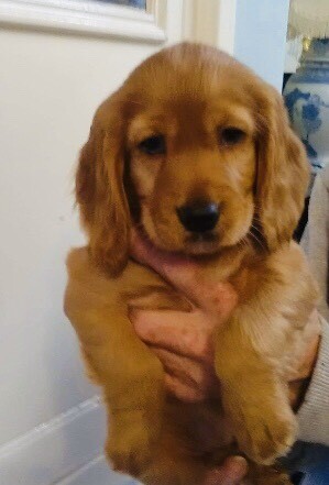 sprocker spaniel puppy gorgeous puppies