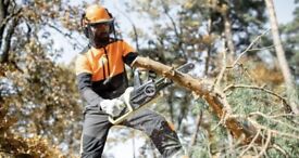 image for Tree Cutting Service & Handyman