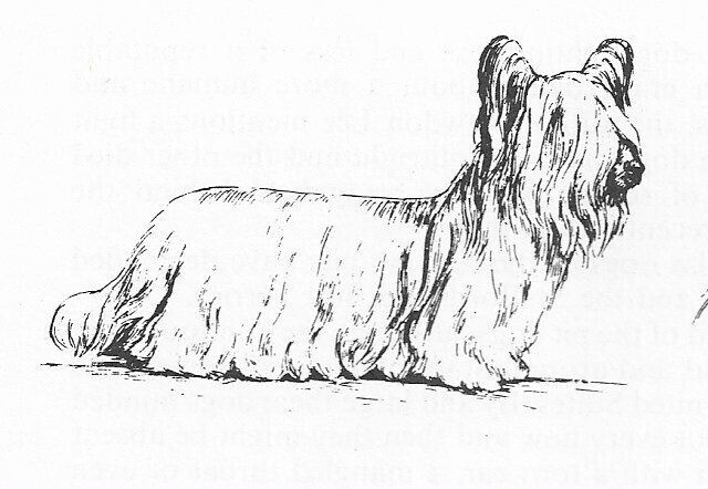 Skye Terrier #2 - CUSTOM MATTED - 1963 Vintage Dog Art Print 0507 CLD