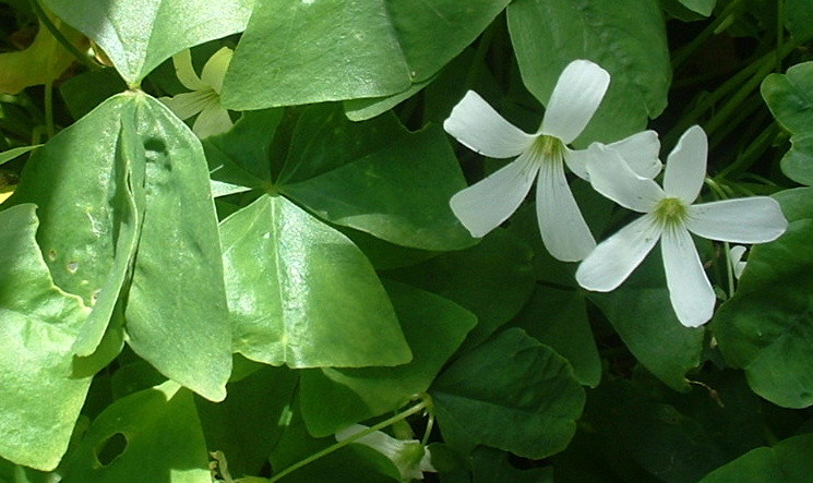 10 OXALIS regnelli GREEN SHAMROCK Bulbs Tubers Corms Rhizomes WHITE FLOWER USA