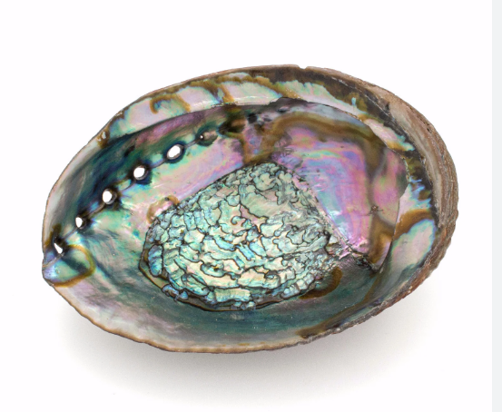 Abalone Shell Smudge Bowl For Sage Sticks, Incense, Crystal Displays 3 Sizes