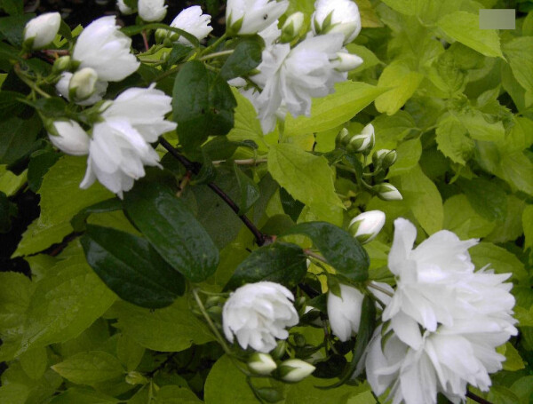 Philadelphus Virginalis Schneesturm - Falscher Jasmin - Bauernjasmin - Gartenjas