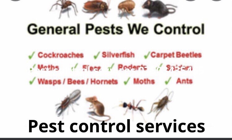 Quotes For Pest Control Rat Mice Bedbugs Ants Wasp Cockroaches All Pest Control Services | In  Mitcham, London | Gumtree