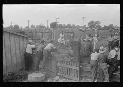 Public auction in central Ohio,OH,Farm Security Administration,FSA,August 1938