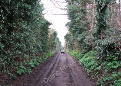 Photo 6x4 View west along Porters Loke Belton/TG4802 Porters Loke is an  c2009