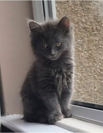4 Beautiful part Ragdoll kittens for sale | in Bolton ...