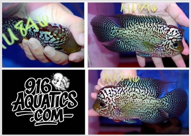 5 INCH KING KAMFA LIVE FLOWERHORN #AU846