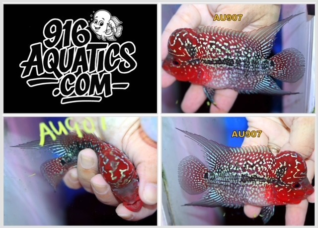 3 INCH SUPER RED DRAGON LIVE FLOWERHORN #AU907