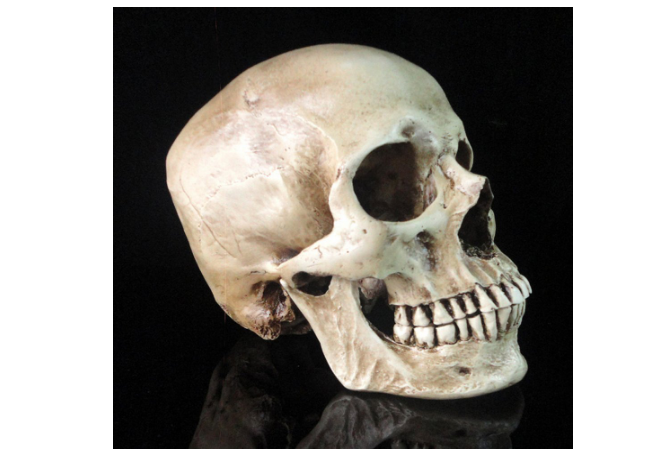 Human Skull Medical Replica Anatomical Skeleton Model Realistic Halloween Party