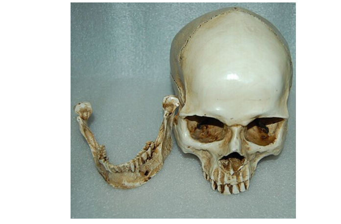 Human Skull Medical Replica Anatomical Skeleton Model Realistic Halloween Party