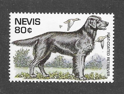 Dog Art Body Portrait Postage Stamp FLAT COATED RETRIEVER Nevis StKitts 1995 MNH
