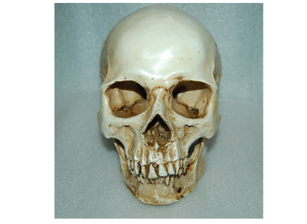 Human Skull Medical Replica Anatomical Skeleton Model Realistic Halloween Party