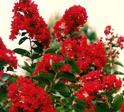 Red Crape Myrtle Tree