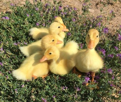 6 ~ NPIP~ Purebred Pekin Duck - Fresh & Fertile Hatching Eggs