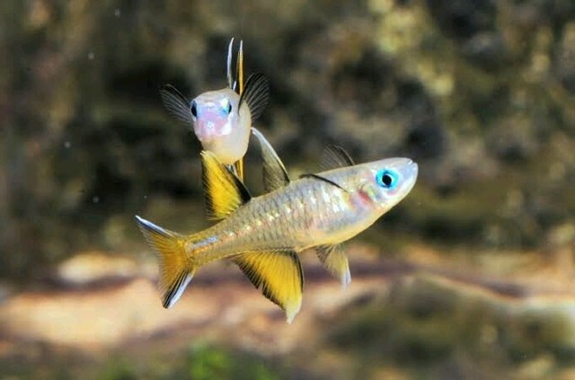 For Sale Pacific Blue Eye Fish Gumtree Australia Inner Sydney