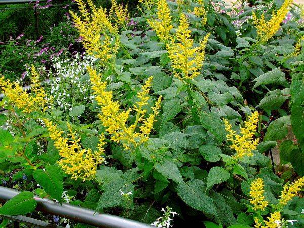 jac rare plants - rare sage / salvia plant collection ...