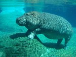 hippopothame
